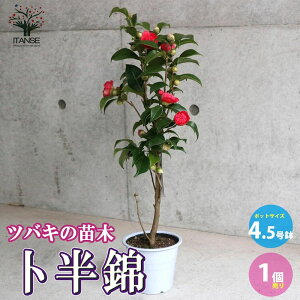 yz֖m ( ڂ͂ɂ ) q炫֒  4.5 1 coL ΂ coL̕c ւ̕c K[fjO  [