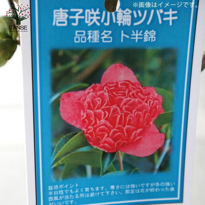 楽天市場 送料無料 椿卜半錦 ぼくはんにしき 唐子咲き小輪椿 庭木 4 5号鉢 1個売り ツバキ つばき ツバキの苗木 椿の苗 ガーデニング 植物販売のｉｔａｎｓｅ楽天市場店