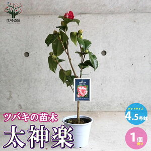 yz֑_y (  ) ÓT  4.5 1 coL ΂ coL̕c ւ̕c K[fjO  [