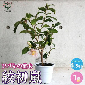 yz֍i ( ڂ͂炵 )  4.5 1 coL ΂ coL̕c ւ̕c K[fjO  [