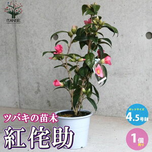 yz֍g̏ ( ׂɂт )  4.5 1 coL ΂ coL̕c ւ̕c K[fjO  [