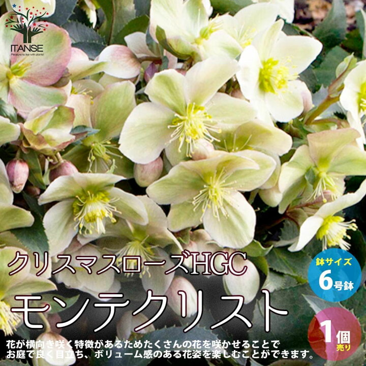 楽天市場 送料無料 クリスマスローズ モンテクリスト 花苗 6号ポット苗 1個売り クリスマスローズ苗 キンボウゲ ヘレボルス 多花性 カラーリーフ 生け垣 生垣 庭木 植木 花木 花壇 植物販売のitanse楽天市場店 楽天市場 送料無料 クリスマスローズ モンテクリスト 花苗 6号ポット苗 1個売り クリスマスローズ苗 キンボウゲ ヘレボルス 多花性 カラーリーフ 生け垣 生垣 庭木 植木 花木 花壇 植物販売のitanse楽天市場店