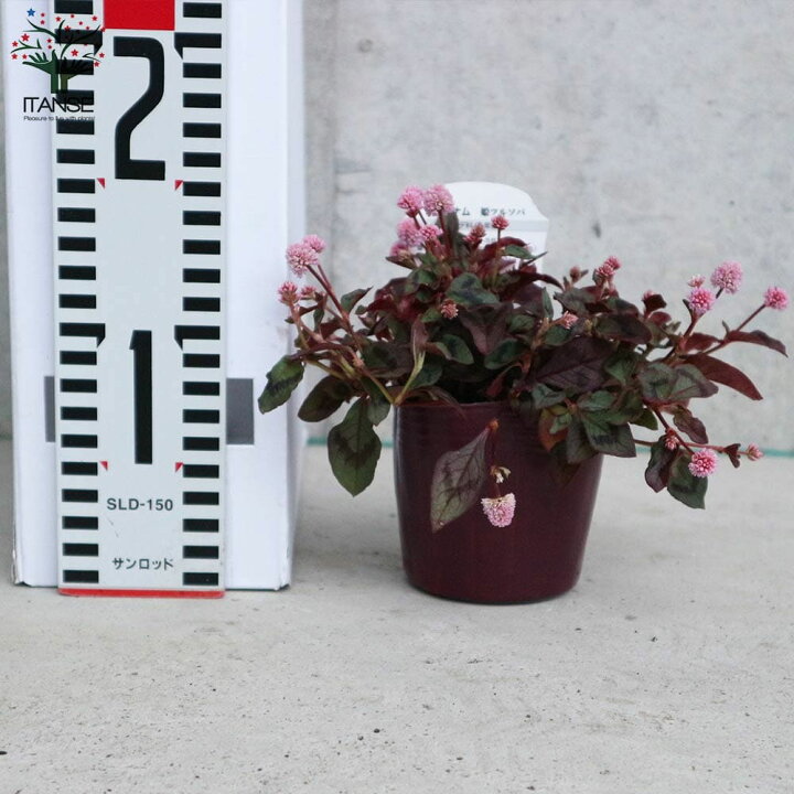 楽天市場 送料無料 ポリゴナム ヒメツルソバ 花苗 グランドカバー苗 3号ポット苗 お買い得4個セット カンイタドリ ヒメツルソバ 姫蔓蕎麦 グリーンカーテン タデ科 イヌタデ属 ペルシカリア属 耐寒性 植物販売のitanse楽天市場店 楽天市場 送料無料 ポリゴナム ヒメツルソバ 花苗 グランドカバー苗 3号ポット苗 お買い得4個セット カンイタドリ ヒメツルソバ 姫蔓蕎麦 グリーンカーテン タデ科 イヌタデ属 ペルシカリア属 耐寒性 植物販売のitanse楽天市場店