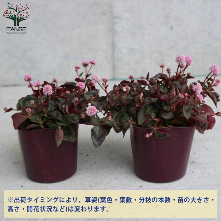 楽天市場 送料無料 ポリゴナム ヒメツルソバ 花苗 グランドカバー苗 3号ポット苗 お買い得4個セット カンイタドリ ヒメツルソバ 姫蔓蕎麦 グリーンカーテン タデ科 イヌタデ属 ペルシカリア属 耐寒性 植物販売のitanse楽天市場店 楽天市場 送料無料 ポリゴナム ヒメツルソバ 花苗 グランドカバー苗 3号ポット苗 お買い得4個セット カンイタドリ ヒメツルソバ 姫蔓蕎麦 グリーンカーテン タデ科 イヌタデ属 ペルシカリア属 耐寒性 植物販売のitanse楽天市場店