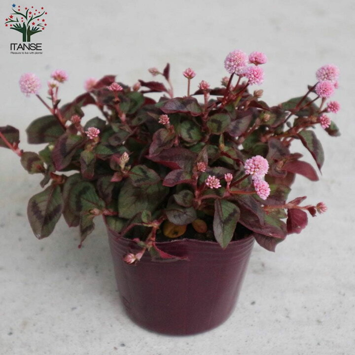 楽天市場 送料無料 ポリゴナム ヒメツルソバ 花苗 グランドカバー苗 3号ポット苗 お買い得4個セット カンイタドリ ヒメツルソバ 姫蔓蕎麦 グリーンカーテン タデ科 イヌタデ属 ペルシカリア属 耐寒性 植物販売のitanse楽天市場店 楽天市場 送料無料 ポリゴナム ヒメツルソバ 花苗 グランドカバー苗 3号ポット苗 お買い得4個セット カンイタドリ ヒメツルソバ 姫蔓蕎麦 グリーンカーテン タデ科 イヌタデ属 ペルシカリア属 耐寒性 植物販売のitanse楽天市場店