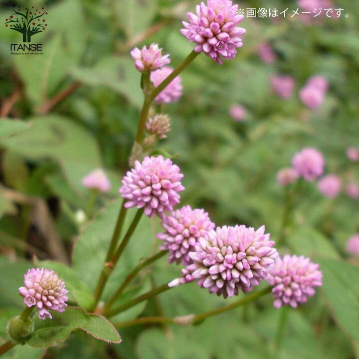 楽天市場】【送料無料】ポリゴナム(ヒメツルソバ) 【花苗 グランドカバー苗 3号ポット苗 /お買い得4個セット】カンイタドリ ヒメツルソバ 姫蔓蕎麦 グリーンカーテン タデ科 イヌタデ属 ペルシカリア属 耐寒性 : 植物販売のITANSE楽天市場店 楽天市場】【送料無料】ポリゴナム(ヒメツルソバ) 【花苗 グランドカバー苗 3号ポット苗 /お買い得4個セット】カンイタドリ ヒメツルソバ 姫蔓蕎麦 グリーンカーテン タデ科 イヌタデ属 ペルシカリア属 耐寒性 : 植物販売のITANSE楽天市場店