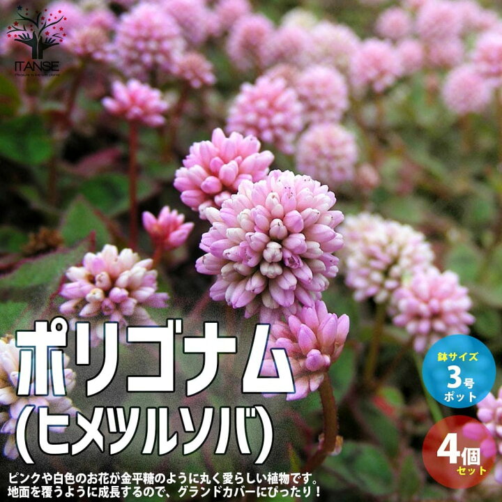 楽天市場 送料無料 ポリゴナム ヒメツルソバ 花苗 グランドカバー苗 3号ポット苗 お買い得4個セット カンイタドリ ヒメツルソバ 姫蔓蕎麦 グリーンカーテン タデ科 イヌタデ属 ペルシカリア属 耐寒性 植物販売のitanse楽天市場店 楽天市場 送料無料 ポリゴナム ヒメツルソバ 花苗 グランドカバー苗 3号ポット苗 お買い得4個セット カンイタドリ ヒメツルソバ 姫蔓蕎麦 グリーンカーテン タデ科 イヌタデ属 ペルシカリア属 耐寒性 植物販売のitanse楽天市場店