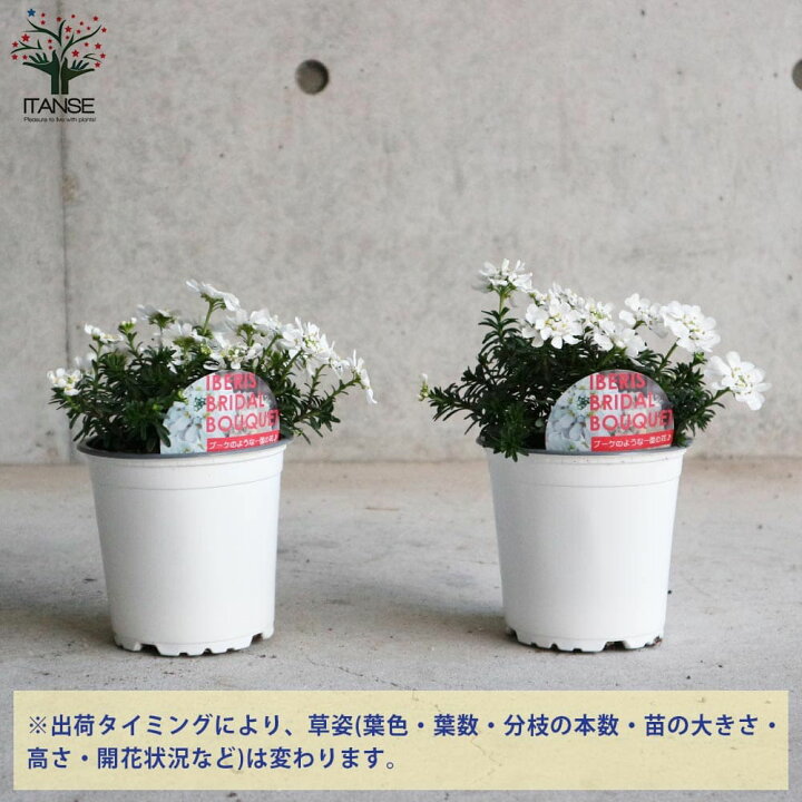楽天市場 送料無料 宿根イベリス ブライダルブーケ 花苗 多年草4号ポット 1個売り トキワナズナ グランドカバー ウィンターガーデン クリスマスカラー ガーデニング 植物販売のitanse楽天市場店 楽天市場 送料無料 宿根イベリス ブライダルブーケ 花苗 多年草4号ポット 1個売り トキワナズナ グランドカバー ウィンターガーデン クリスマスカラー ガーデニング 植物販売のitanse楽天市場店