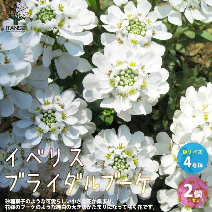 楽天市場 送料無料 宿根イベリス ブライダルブーケ 花苗 多年草4号ポット お買い得2個セット トキワナズナ グランドカバー ウィンターガーデン クリスマスカラー ガーデニング 植物販売のｉｔａｎｓｅ楽天市場店