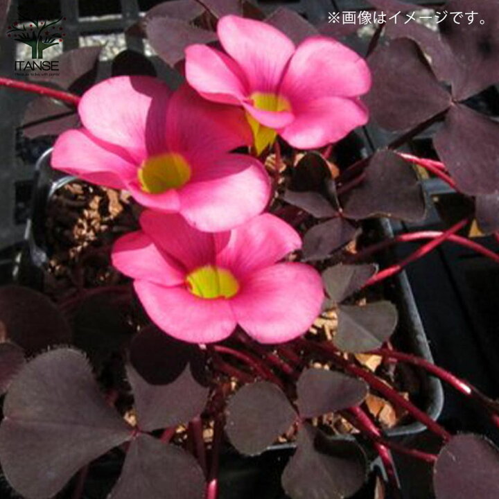 楽天市場 送料無料 オキザリス パープルドレス 花苗 宿根草3 8号ポット苗 お買い得4個セット 宿根草 寄せ植え 庭園菜園 ギフト プレゼント 贈り物 植物販売のｉｔａｎｓｅ楽天市場店