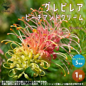 ySSԑSi10OFFzOrA s[`AhN[  5Xbg 1 OrAc OrA̕c uX^ nSmL VmumL VL[I[N ΍ Ԗ 