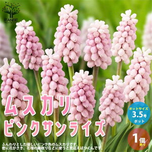 種 ムスカリの人気商品 通販 価格比較 価格 Com