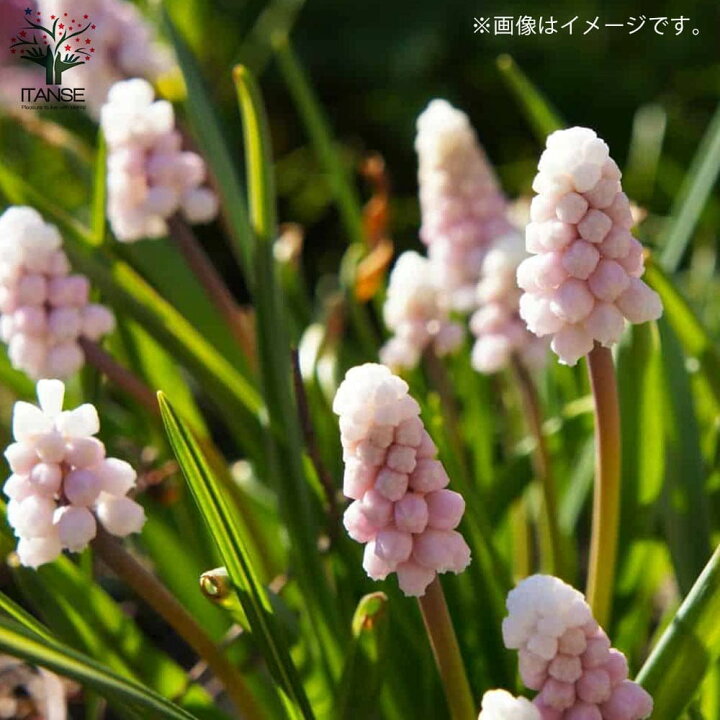 楽天市場 送料無料 ムスカリピンクサンライズ 花苗 3 5号 1個売り ムスカリ ロックガーデン 寄植え 寄せ植え 球根苗 球根 花の種 花苗 花の苗 植物販売のitanse楽天市場店 楽天市場 送料無料 ムスカリピンクサンライズ 花苗 3 5号 1個売り ムスカリ ロックガーデン 寄植え 寄せ植え 球根苗 球根 花の種 花苗 花の苗 植物販売のitanse楽天市場店