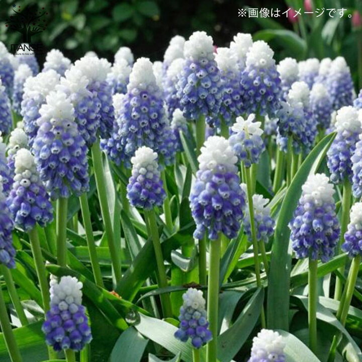 楽天市場 送料無料 ムスカリマウンテンレディー 花苗 3 5号 お買い得9個セット ムスカリ ロックガーデン 寄植え 寄せ植え 球根苗 球根 花の種 花苗 花の苗 植物販売のｉｔａｎｓｅ楽天市場店