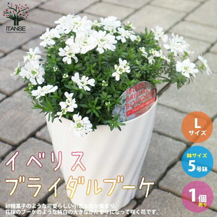 楽天市場 送料無料 宿根イベリス ブライダルブーケ 花苗 多年草5号鉢大苗lサイズ 1個売り トキワナズナ アブラナ科 ガーデニング 園芸品種 グランドカバー 植物販売のｉｔａｎｓｅ楽天市場店