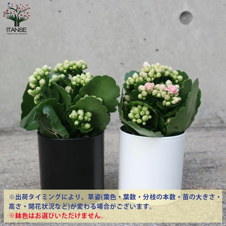 楽天市場 送料無料 バラ咲きカランコエ クイーンローズフラワーシリーズ クララ 花苗 多肉植物3 5号タンブラー鉢 鉢色のご指定はできません お買い得2個セット バラ咲き カランコエ クイーンローズフラワーシリーズ 八重咲き 植物販売のｉｔａｎｓｅ楽天市場店