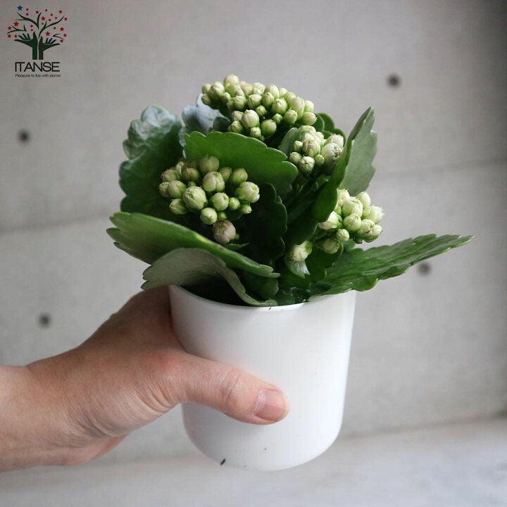 楽天市場 送料無料 バラ咲きカランコエ クイーンローズフラワーシリーズ クララ 花苗 多肉植物3 5号タンブラー鉢 鉢色のご指定はできません お買い得2個セット バラ咲き カランコエ クイーンローズフラワーシリーズ 八重咲き 植物販売のｉｔａｎｓｅ楽天市場店