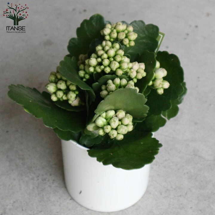 楽天市場 送料無料 バラ咲きカランコエ クイーンローズフラワーシリーズ クララ 花苗 多肉植物3 5号タンブラー鉢 鉢色のご指定はできません お買い得2個セット バラ咲き カランコエ クイーンローズフラワーシリーズ 八重咲き 植物販売のｉｔａｎｓｅ楽天市場店