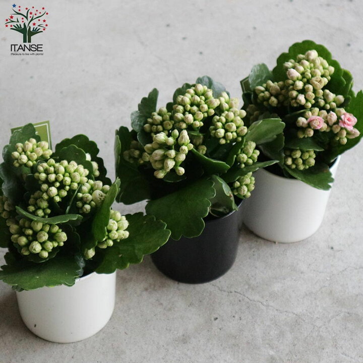 楽天市場 送料無料 バラ咲きカランコエ クイーンローズフラワーシリーズ クララ 花苗 多肉植物3 5号タンブラー鉢 鉢色のご指定はできません お買い得2個セット バラ咲き カランコエ クイーンローズフラワーシリーズ 八重咲き 植物販売のｉｔａｎｓｅ楽天市場店