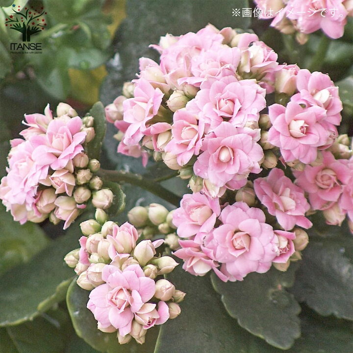 楽天市場 送料無料 バラ咲きカランコエ クイーンローズフラワーシリーズ クララ 花苗 多肉植物3 5号タンブラー鉢 鉢色のご指定はできません お買い得2個セット バラ咲き カランコエ クイーンローズフラワーシリーズ 八重咲き 植物販売のｉｔａｎｓｅ楽天市場店