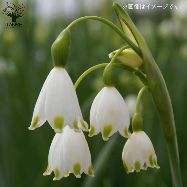 楽天市場 送料無料 スノーフレーク 花苗 球根芽出し苗3 5号ポット苗 お買い得4個セット 鈴蘭水仙 スズランスイセン 大待雪草 オオマツユキソウ ガーデニング 植物販売のｉｔａｎｓｅ楽天市場店