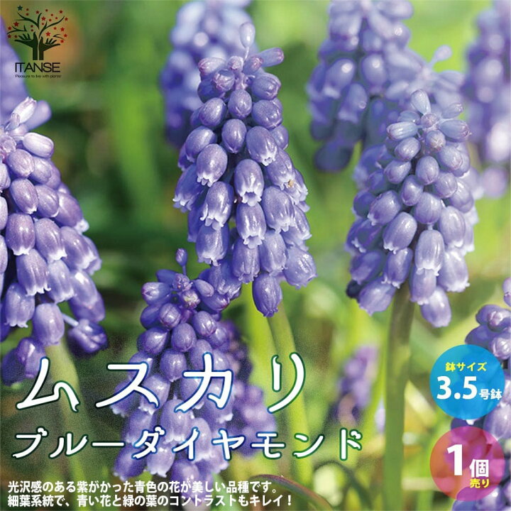 楽天市場 送料無料 ムスカリ ブルーダイヤモンド 花苗 球根芽出し苗3 5号ポット苗 1個売り 球根 花の球根 ムスカリ むすかり 寄せ植え ガーデニング 鑑賞 栽培 庭園菜園 植物販売のｉｔａｎｓｅ楽天市場店