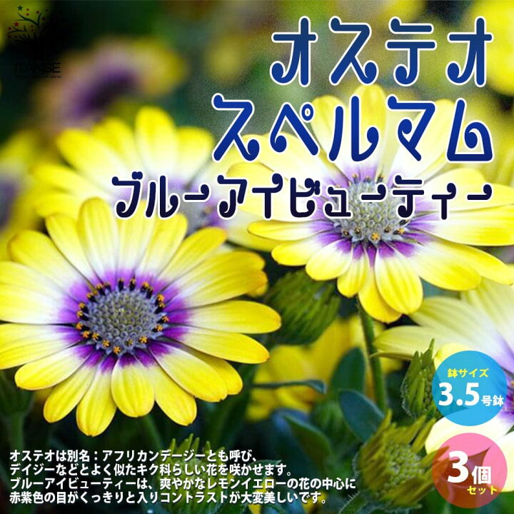 楽天市場 送料無料 オステオスペルマム ブルーアイビューティー 花苗 3 5号ポット苗 お買い得3個セット Osteospermum アフリカンデージー デイジー 寄せ植え ガーデニング 植物販売のitanse楽天市場店 楽天市場 送料無料 オステオスペルマム ブルーアイビューティー 花苗 3 5号ポット苗 お買い得3個セット Osteospermum アフリカンデージー デイジー 寄せ植え ガーデニング 植物販売のitanse楽天市場店
