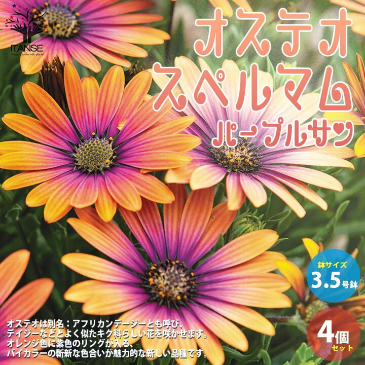 楽天市場 送料無料 オステオスペルマム パープルサン 花苗 3 5号ポット苗 お買い得4個セット Osteospermum アフリカンデージー デイジー 寄せ植え ガーデニング 植物販売のitanse楽天市場店 楽天市場 送料無料 オステオスペルマム パープルサン 花苗 3 5号ポット苗 お買い得4個セット Osteospermum アフリカンデージー デイジー 寄せ植え ガーデニング 植物販売のitanse楽天市場店