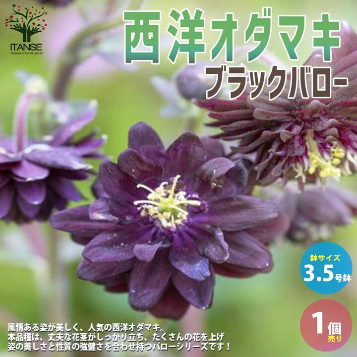 楽天市場 送料無料 オダマキブラックバロー 花苗 3 5号 1個売り バロー Aquilegia Vulgaris 宿根草 西洋オダマキ アキレギア アキレジア アクイレギア 花苗 植物販売のｉｔａｎｓｅ楽天市場店