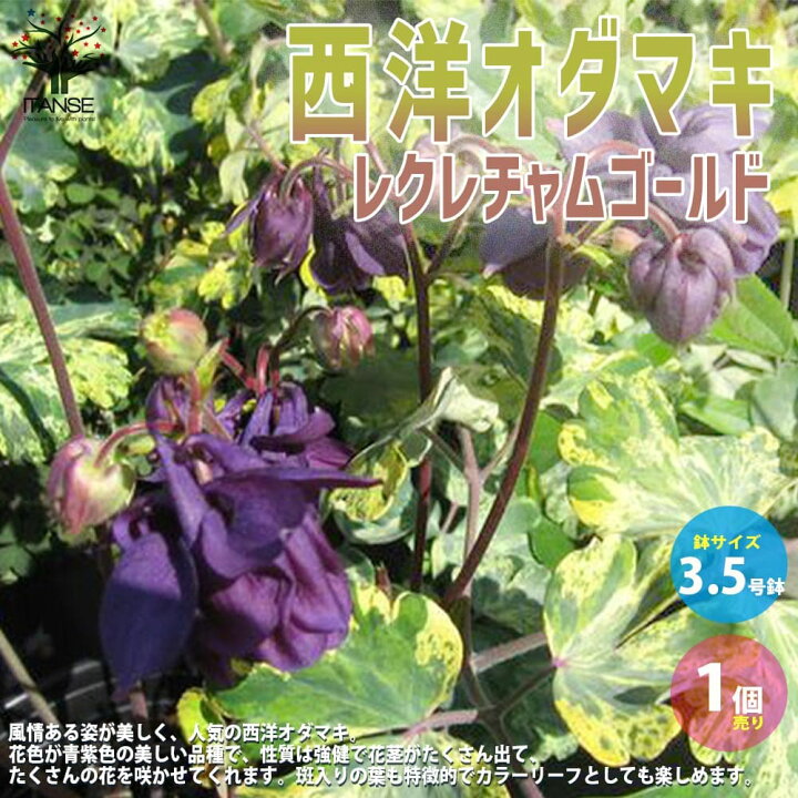 楽天市場 送料無料 オダマキレクレチャムゴールド 花苗 3 5号 1個売り Aquilegia Vulgaris 宿根草 西洋オダマキ アキレギア アキレジア アクイレギア 花苗 植物販売のｉｔａｎｓｅ楽天市場店