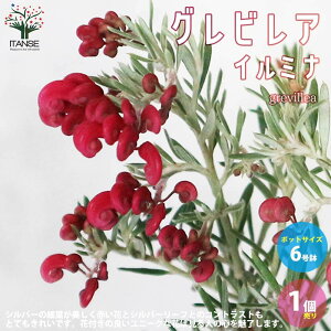 y}\N[|zzzOrA v[_ C~i  6 1 OrAc OrA̕c uX^ nSmL VmumL VL[I[N ΍ Ԗ 