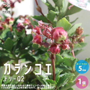苗 花苗の人気商品 通販 価格比較 価格 Com