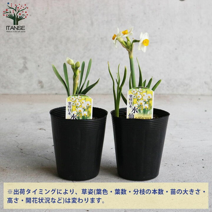 楽天市場 送料無料 日本水仙 ニホンスイセン 花苗 球根芽出し苗 3 5号ポット苗 1個売り すいせん 水仙 寄せ植え ガーデニング 鑑賞 栽培 庭園菜園 植物販売のｉｔａｎｓｅ楽天市場店