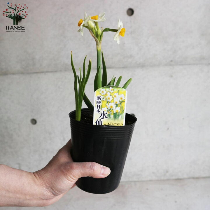 楽天市場 送料無料 日本水仙 ニホンスイセン 花苗 球根芽出し苗 3 5号ポット苗 お買い得4個セット すいせん 水仙 寄せ植え ガーデニング 鑑賞 栽培 庭園菜園 植物販売のｉｔａｎｓｅ楽天市場店