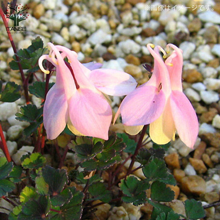 楽天市場 送料無料 八重咲き 姫オダマキ ピンク 花苗 3号ロングポット苗 お買い得4個セット Aquilegia Vulgaris 宿根草 西洋 オダマキ アキレギア アキレジア アクイレギア 植物販売のｉｔａｎｓｅ楽天市場店