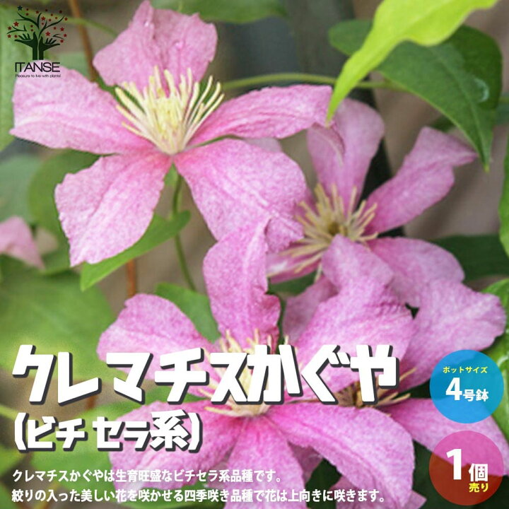楽天市場 送料無料 クレマチス かぐや ビチセラ系 花苗 4号ポット苗 1個売り キンポウゲ科クレマチス属 耐寒性 つる性 落葉多年草 植物販売のｉｔａｎｓｅ楽天市場店