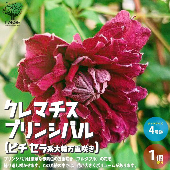楽天市場 送料無料 クレマチス プリンシパル ビチセラ系大輪万重咲き 花苗 4号ポット苗 1個売り キンポウゲ科クレマチス属 耐寒性 つる性 落葉多年草 植物販売のitanse楽天市場店 楽天市場 送料無料 クレマチス プリンシパル ビチセラ系大輪万重咲き 花苗 4号ポット苗 1個売り キンポウゲ科クレマチス属 耐寒性 つる性 落葉多年草 植物販売のitanse楽天市場店