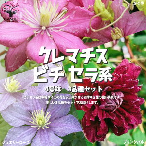 鉢 クレマチス 花 苗の人気商品 通販 価格比較 価格 Com