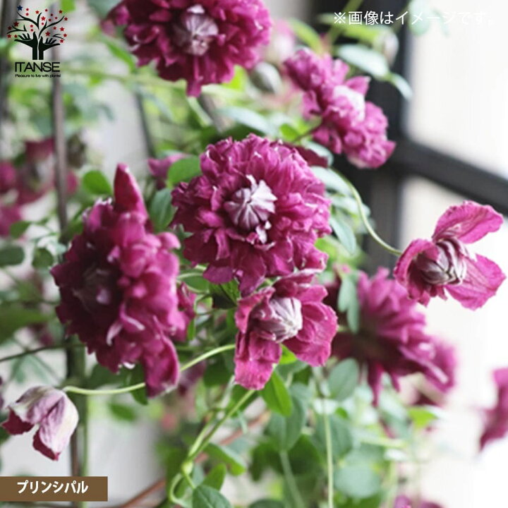 楽天市場 送料無料 クレマチス ビチセラ系 3品種セット かぐや ジュエリーローズ プリンシパル各1個 花苗 4号ポット苗 お買い得3個セット キンポウゲ科クレマチス属 耐寒性 つる性 落葉多年草 植物販売のｉｔａｎｓｅ楽天市場店