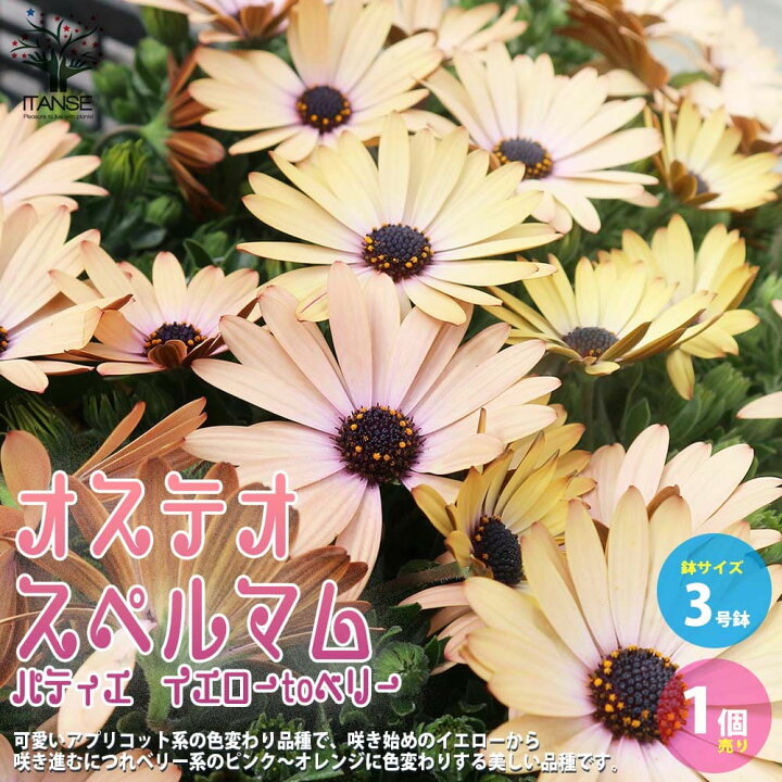 楽天市場 送料無料 オステオスペルマム パティエ イエローtoベリー 花苗 3号ロングポット苗 1個売り Osteospermum アフリカンデージー デイジー 寄せ植え ガーデニング 植物販売のｉｔａｎｓｅ楽天市場店