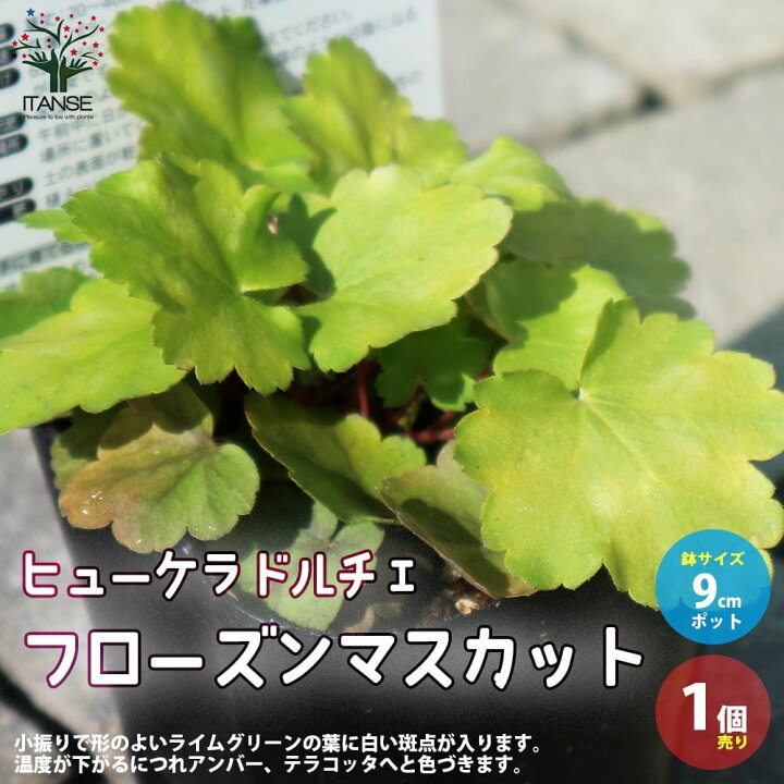 楽天市場 送料無料 ヒューケラ ドルチェ フローズンマスカット 花苗 カラーリーフ 多年草9cmポット苗 1個売り ヒューケラ ひゅーけら 花苗 お花 宿根草 多年草 園芸品種 寄せ植え 寄せ植え カラーリーフ 植物販売のｉｔａｎｓｅ楽天市場店