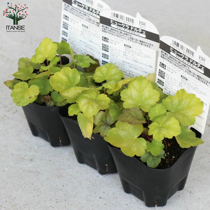 楽天市場 送料無料 ヒューケラ ドルチェ フローズンマスカット 花苗 カラーリーフ 多年草9cmポット苗 お買い得6個セット ヒューケラ ひゅーけら 花苗 お花 宿根草 多年草 園芸品種 寄せ植え 寄せ植え カラーリーフ 植物販売のｉｔａｎｓｅ楽天市場店