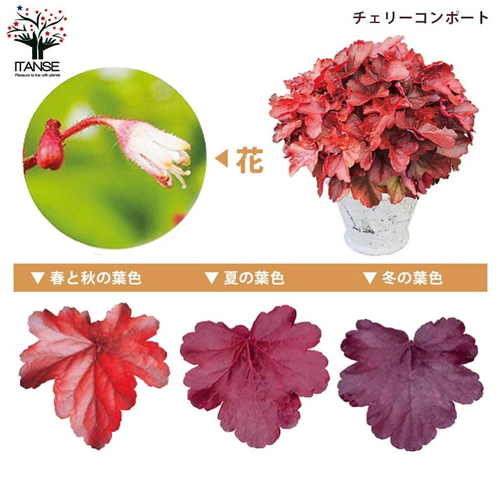 楽天市場 送料無料 ヒューケラ ドルチェ Eセット バラエティーミックス 花苗 9cmポット 9品種各1個 合計9個セット ヒューケラ ひゅーけら 花苗 お花 宿根草 多年草 園芸品種 寄せ植え 寄せ植え カラーリーフ 植物販売のｉｔａｎｓｅ楽天市場店
