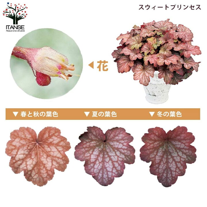 楽天市場 送料無料 ヒューケラ ドルチェ Eセット バラエティーミックス 花苗 9cmポット 9品種各1個 合計9個セット ヒューケラ ひゅーけら 花苗 お花 宿根草 多年草 園芸品種 寄せ植え 寄せ植え カラーリーフ 植物販売のｉｔａｎｓｅ楽天市場店