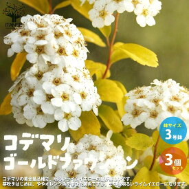 【マラソン★クーポン配布中】コデマリ ゴールドファウンテン 花苗 3号ポット お買い得3個セット 黄金小手毬 ゴールドファウンテン コデマリ花苗 お花 園芸品種 寄せ植え 送料無料 即納
