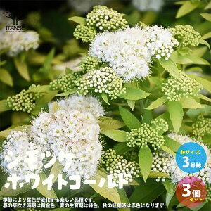 yzVcPzCgS[h ԕc 3|bg 3Zbg XsA XsGA W|jJ VcP zCgS[h A 񂹐A  [