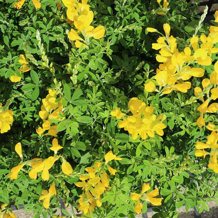 楽天市場 送料無料 姫エニシダ 花苗 3 5号ポット苗 お買い得3個セット 姫エニシダ ヒメエニシダ エニシダ 寄植え 寄せ植え 花苗 お花 園芸品種 寄せ植え 植物販売のitanse楽天市場店 楽天市場 送料無料 姫エニシダ 花苗 3 5号ポット苗 お買い得3個セット 姫エニシダ ヒメエニシダ エニシダ 寄植え 寄せ植え 花苗 お花 園芸品種 寄せ植え 植物販売のitanse楽天市場店