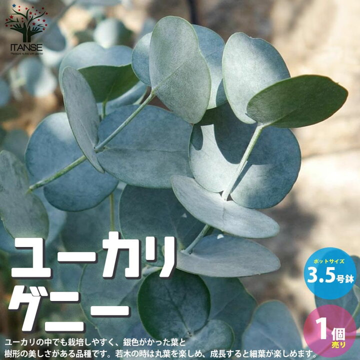 楽天市場 送料無料 ユーカリグニー 花苗 3 5号ポット苗 1個売り ユーカリ ユーカリの苗 ユーカリの苗木 グニー グニユーカリ グニーユーカリ 庭木 植物販売のｉｔａｎｓｅ楽天市場店