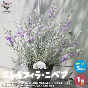 yzGtB jxA ԕc 5 1 GtB jxA zCgc[ S}mnOT I[XgAY |i J[[t  [