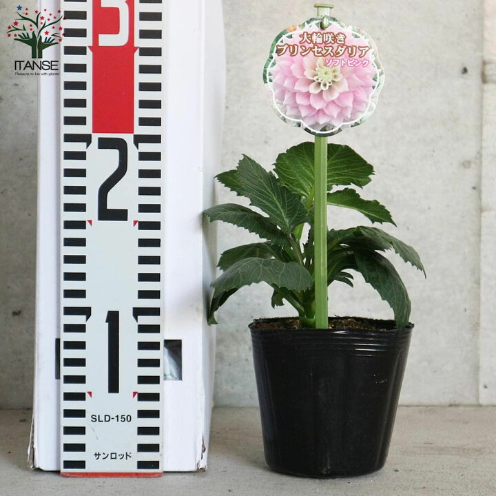 楽天市場 送料無料 巨大輪プリンセスダリア 色ミックス見計らいセット 花苗 3 5号ポット苗 お買い得8個セット プリンセスダリア ダリア 寄植え 寄せ植え 花の種 花苗 花の苗 花木 植物販売のｉｔａｎｓｅ楽天市場店